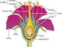 FLOWR002.CMX