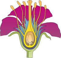 FLOWR001.CMX