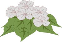 FLOWERS6.CMX