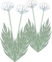 FLOWER1A.CMX