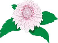DAHLIA.CMX