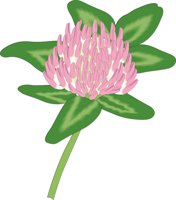 CLOVER.CMX