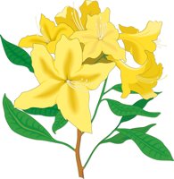 AZALEA.CMX