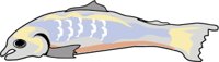 FD30.CMX