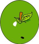 FRUIT082.CMX