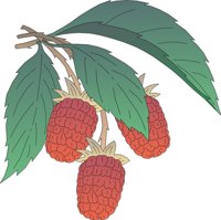 FRUIT041.CMX