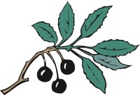 CHERRY.CMX