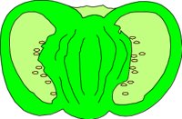 VEGTBL3.CMX