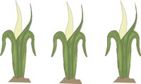 CORN2A.CMX