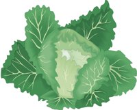 CABBAGET.CMX