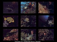 SEA13.GIF