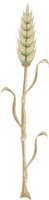 WHEAT2.CMX