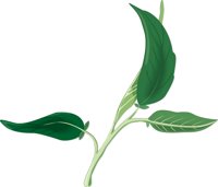 SAGE.CMX