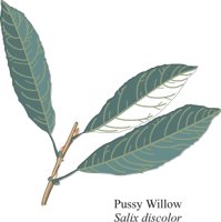 PSSYWILO.CMX