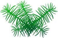 PINEBOU2.CMX