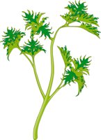 PARSLEY.CMX