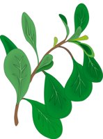 OREGANO.CMX