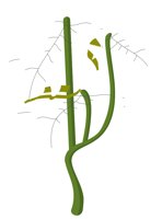 MONSTERA.CMX