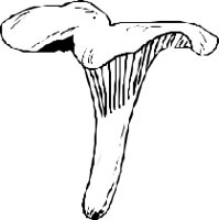 FUNGI012.CMX