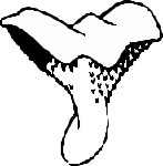 FUNGI006.CMX