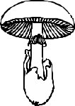 FUNGI005.CMX