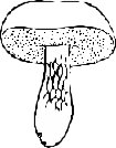 FUNGI004.CMX