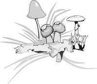 FUNGI.CMX