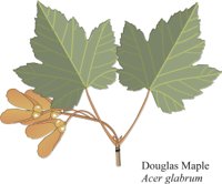DOUGMAPL.CMX