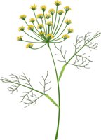 DILL.CMX
