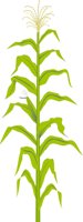 CORNPLNT.CMX