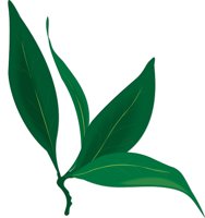 BAYLEAF.CMX