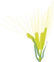 BARLEY.CMX