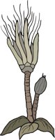 SEA_LILY.CMX