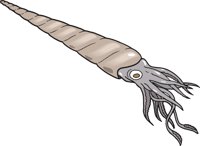 NAUTILOI.CMX