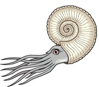 AMMONOID.CMX