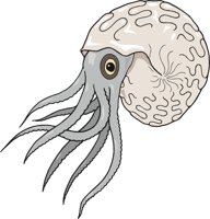 AMMONITE.CMX