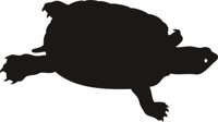TURTLE4.CMX