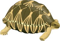 TORTOIST.CMX