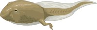 TADPOLE.CMX