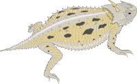 HORNTOAD.CMX