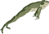 BULLFROG.CMX