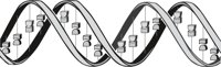 DNA_GENE.CMX