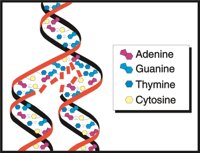 DNA.CMX