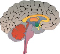 BRAIN01.CMX