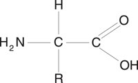 AMINO.CMX
