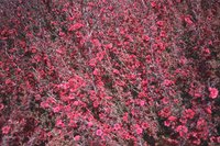 1038.GIF