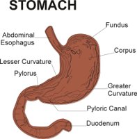 STOMACH.CMX