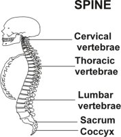 SPINE.CMX
