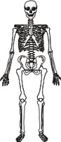 SKEL_SYS.CMX