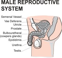 REPROMAN.CMX
